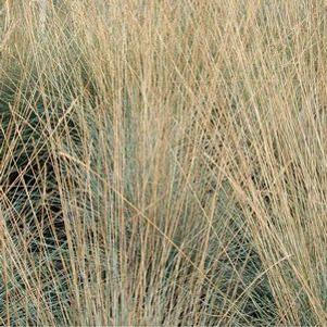 Festuca ovina var glauca 'Superba'
