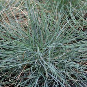 Festuca ovina var. glauca 'Blue Glow'