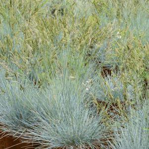Festuca ovina var. glauca 'Silver Lining'