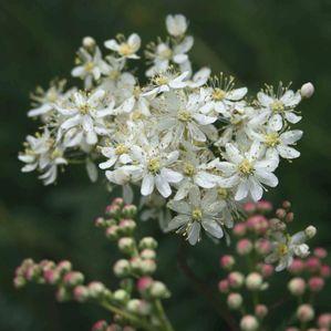 Filipendula hexapetala (vulgaris)