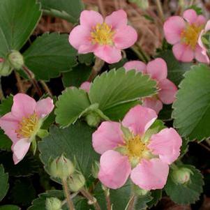 Fragaria  'Pink Panda'