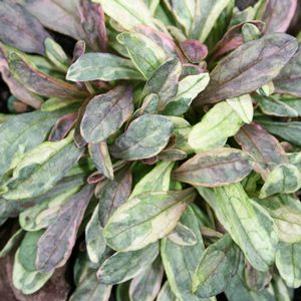 Ajuga  'Dixie Chips'