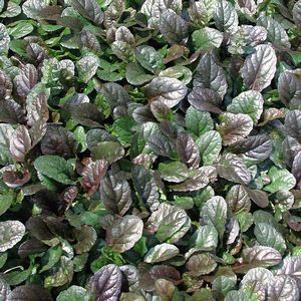 Ajuga  'Mahogany'