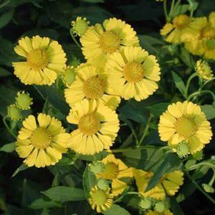 Helenium kanaria 'Canary'