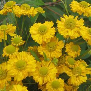 Helenium 'Double Trouble'