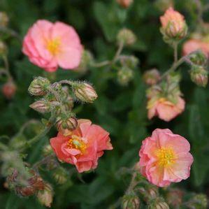 Helianthemum nummularium 'Peach'