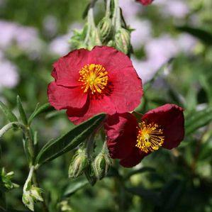 Helianthemum nummularium 'Hartswood Ruby'