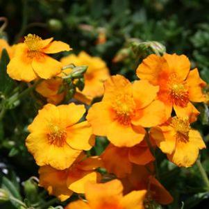 Helianthemum nummularium 'Ben Nevis'