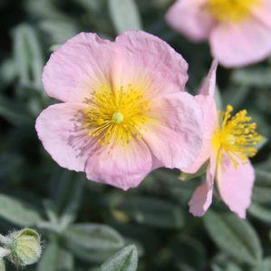 Helianthemum nummularium 'Wisley Pink'