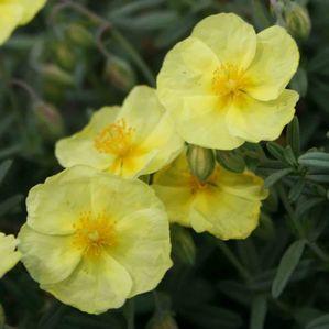 Helianthemum nummularium 'Wisley Primrose'