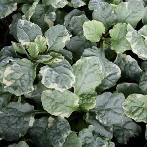 Ajuga  'Silver Queen'