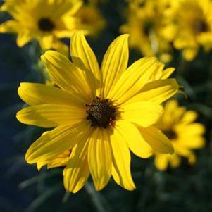 Helianthus angustifolius 'Gold Lace'