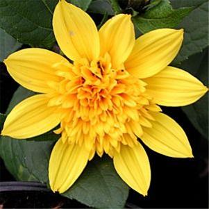 Helianthus multiflorus 'Flore Pleno'