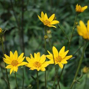 Helianthus occidentalis
