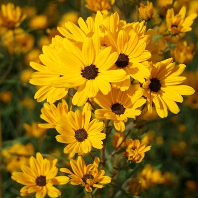 Helianthus salicifolius 'Table Mountain'