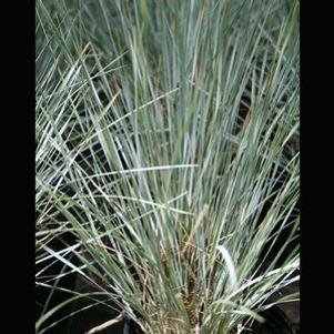 Helictotrichon sempervirens 'Sapphire'