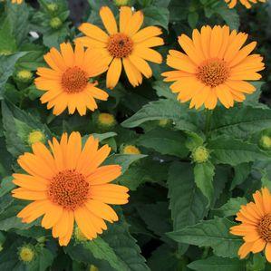Heliopsis helianthoides 'Tuscan Sun'