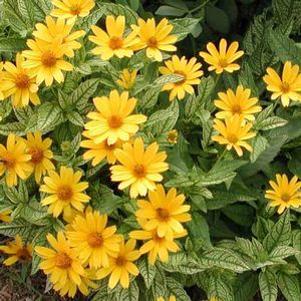Heliopsis helianthoides v. scabra 'Lorraine Sunshine'