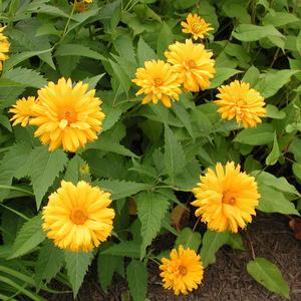 Heliopsis scabra 'Bressingham Doubloon'