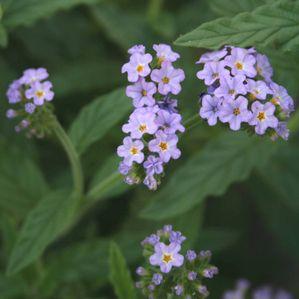 Heliotropium amplexicaule 'Azure Skies'
