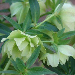 Helleborus  'Mrs. Betty Ranicar'