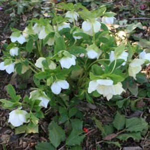 Helleborus orientalis 'White Lady'