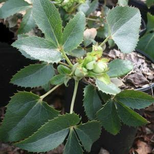 Helleborus argutifolius