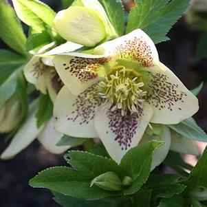 Helleborus orientalis 'White Lady Spotted'