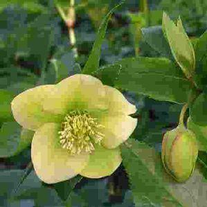 Helleborus orientalis 'Yellow Lady'