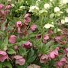 Helleborus orientalis