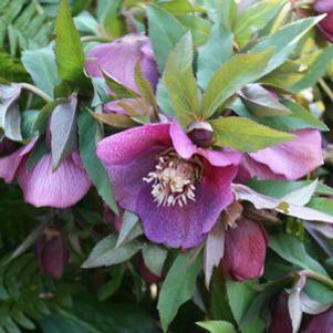 Helleborus orientalis 'Blue Lady'
