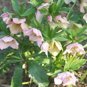 Helleborus orientalis 'Pink Lady'