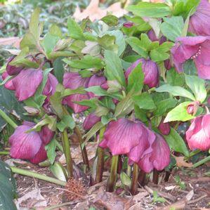 Helleborus orientalis 'Red Lady'