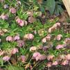 Helleborus orientalis Pink