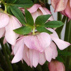 Helleborus x 'Cotton Candy'