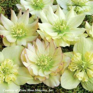 Helleborus x 'Golden Lotus'