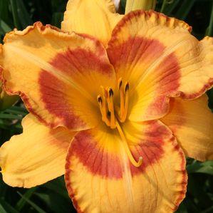 Hemerocallis  'All Fired Up'