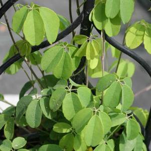 Akebia quinata
