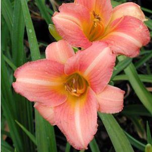Hemerocallis  'Ann Warner'