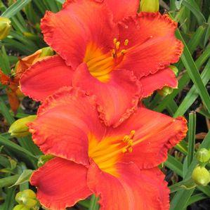 Hemerocallis  'Apache War Dance'