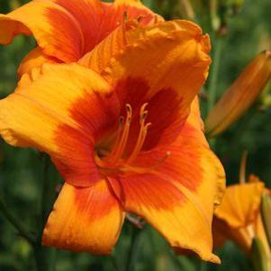 Hemerocallis  'Back Draft'