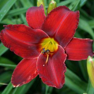 Hemerocallis  'Baltimore Oriole'