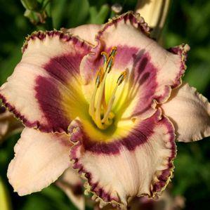 Hemerocallis 'Beth Herr'