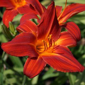 Hemerocallis  'Blazing Bonfire'