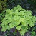 Heuchera x 'Citronelle'