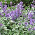 Nepeta x faassenii ''