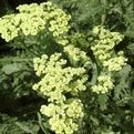 Achillea 'Anthea'
