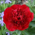 Paeonia 'Red Charm'