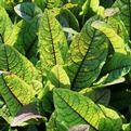 Rumex sanguineus ''