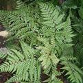 Athyrium otophorum 'Okanum'
